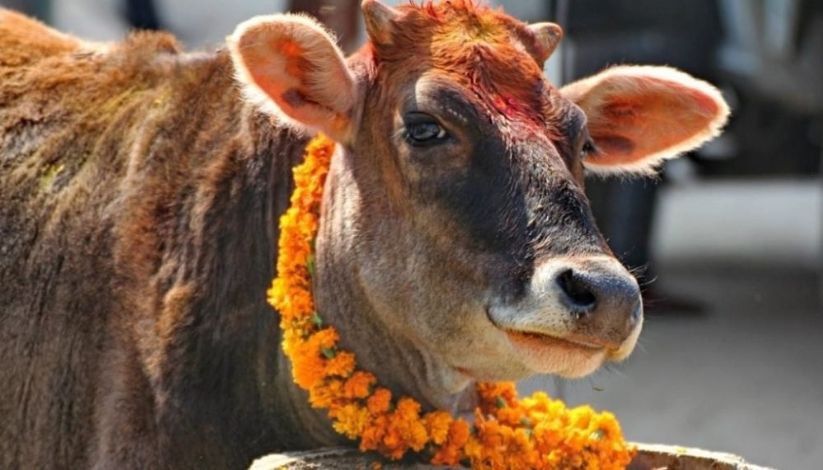 A photo of ox after the puja with garland around its neck and tika on its forehead
