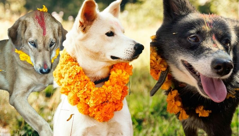 A picture showing picture of kukur tihar - Day of worshipping dog