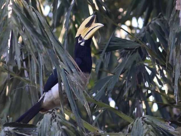 Bird Chitwan