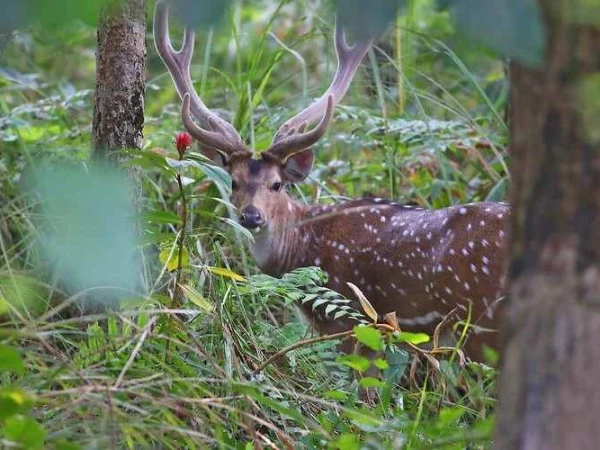 Deer Chitwan