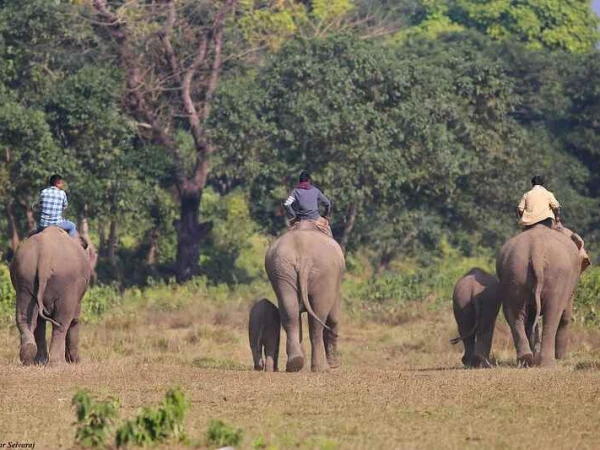 Elephant Safari Chitwan