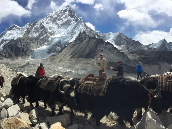 Everest Trail With Yaks Guide