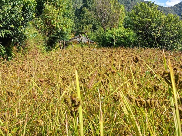 Finger Millet Dhampus