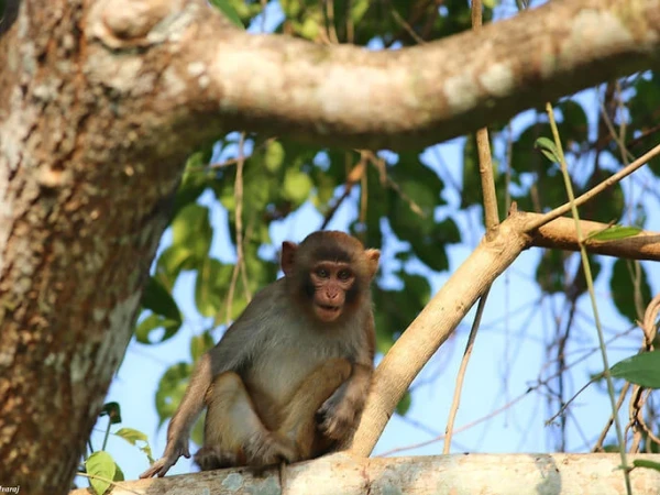 Monkey Chitwan