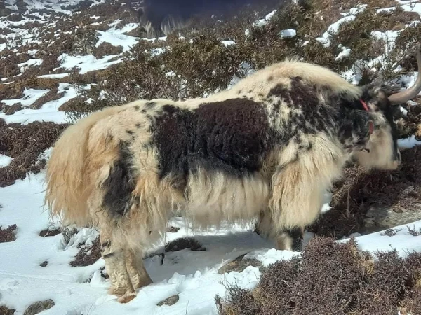 Yak Everest Region