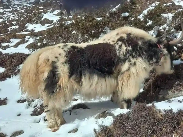 Yak Everest Trail