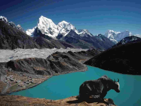 Yak Gokyo Lake