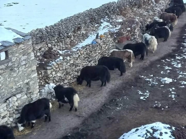 Yaks Ebc Trail