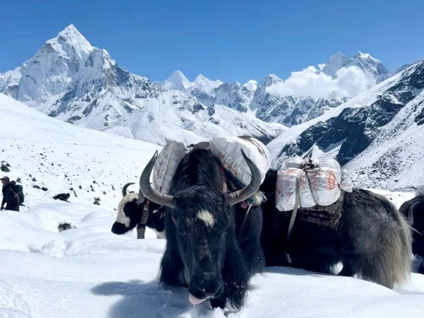 Yaks In Snow Ama Dablam Everest Trail